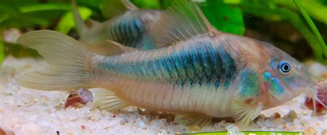 Care Guide for Cory Catfish .